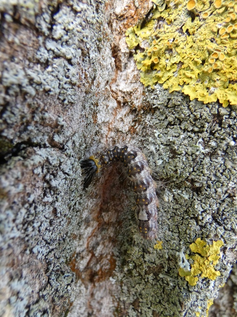 Acronicta megacephala - nagyfejű szigonyosbagoly