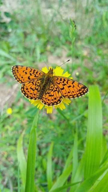Boloria selene - fakó gyöngyházlepke