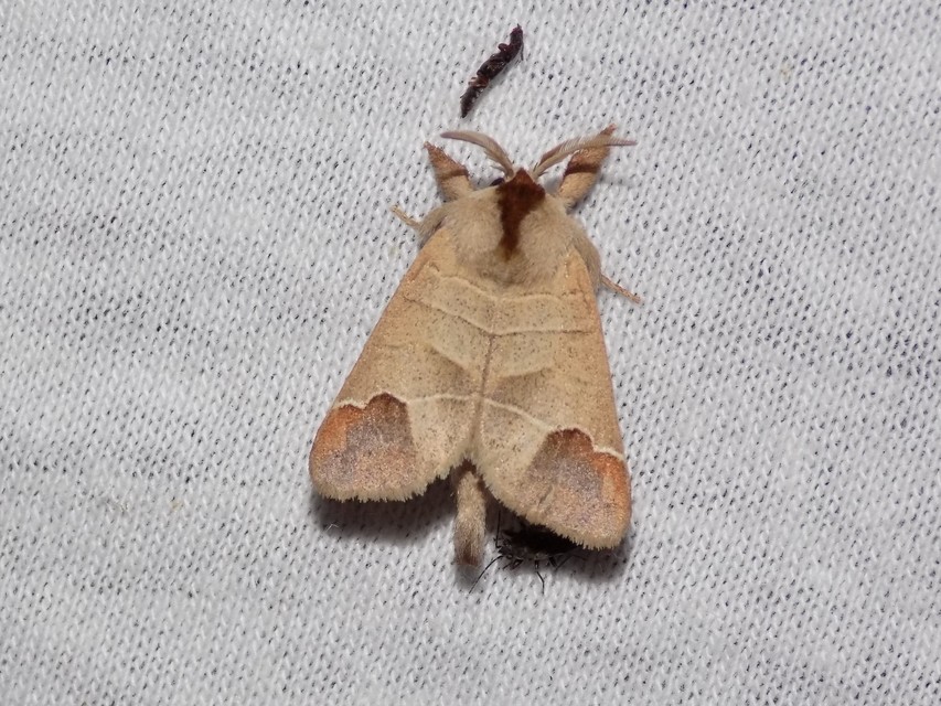 Clostera curtula - rövidszárnyú levélszövő