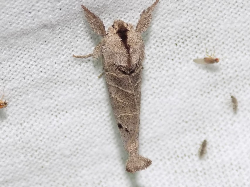 Clostera anachoreta - tarka levélszövő