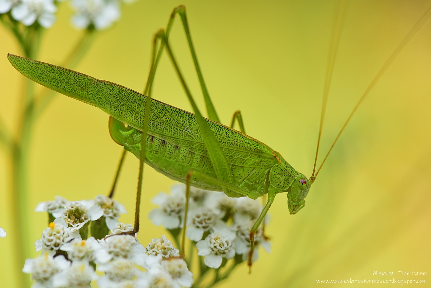 Phaneroptera falcata - zöld repülőszöcske