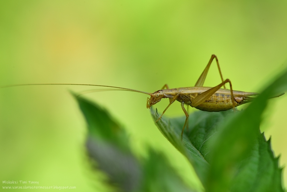 Oecanthus pellucens - pirregőtücsök