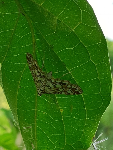 Elophila nymphaeata - tarka vízimoly