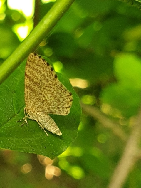 Euchoeca nebulata - barnás égeraraszoló