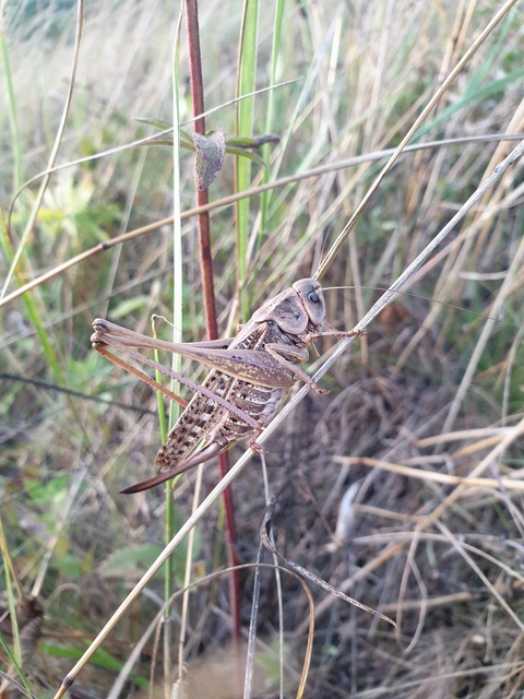 Decticus verrucivorus - szemölcsevő szöcske