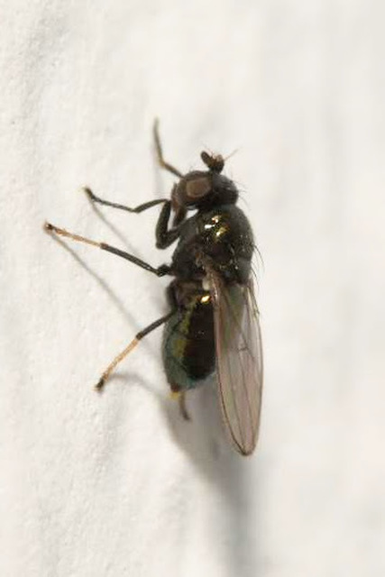 Psilopa polita