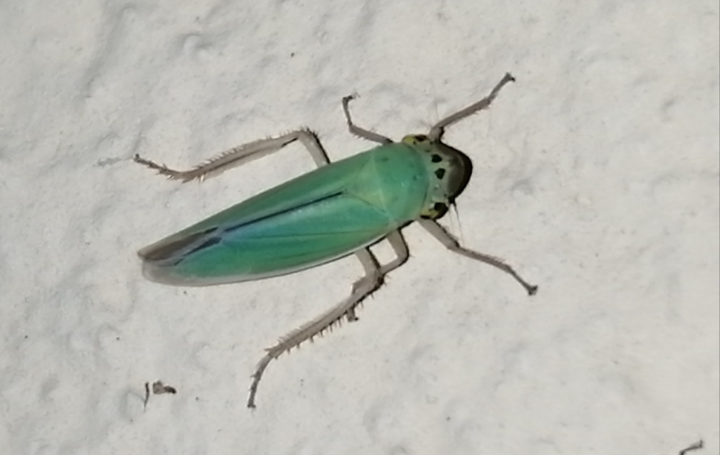 Cicadella viridis - méregzöld kabóca