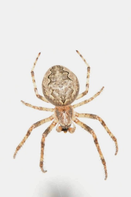 Larinioides ixobolus - ereszalji keresztespók