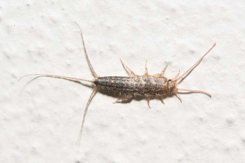 Ctenolepisma lineatum - sávos ősrovar