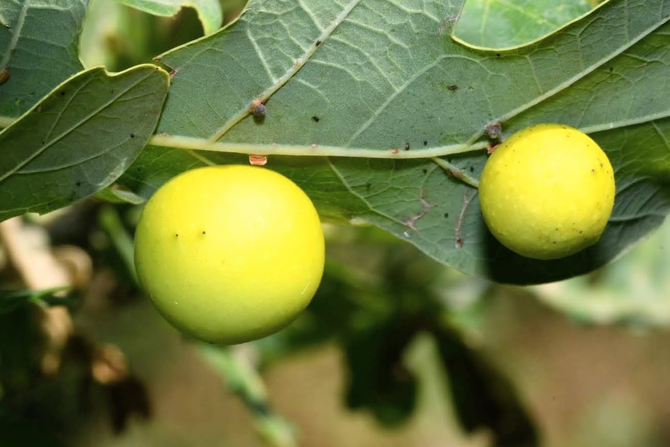 Cynips quercusfolii - golyógubacsdarázs