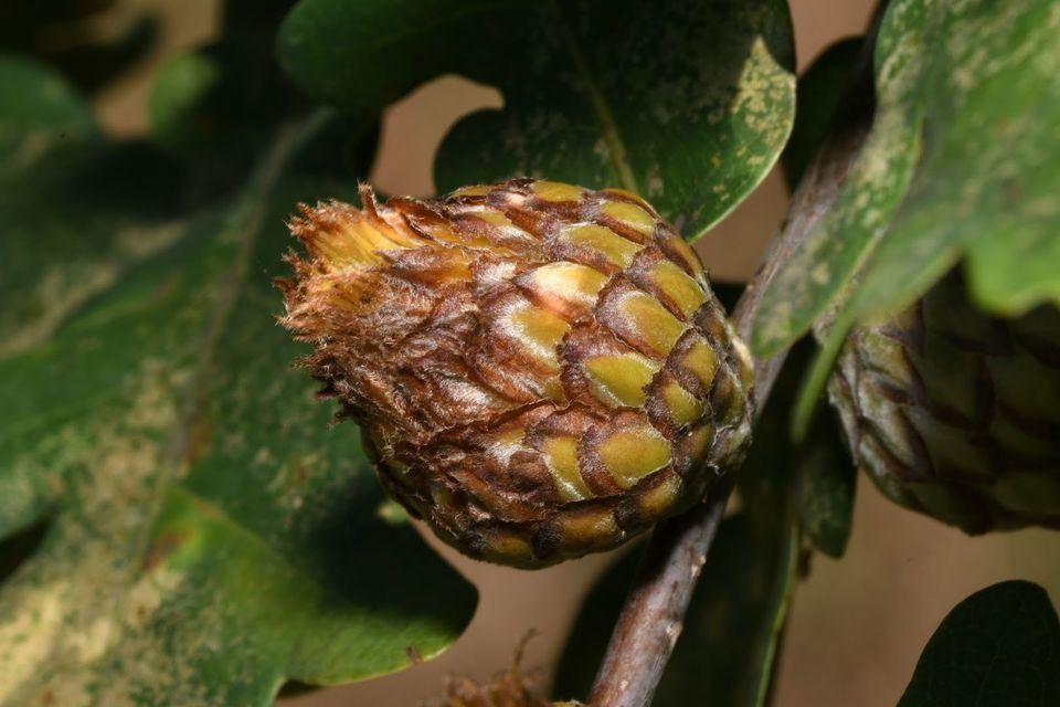 Andricus foecundatrix