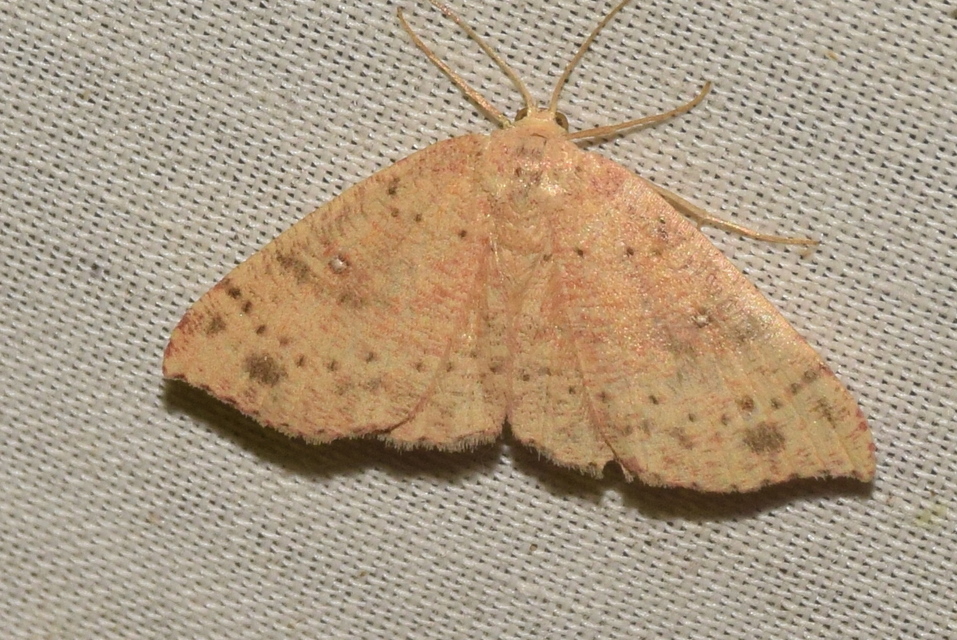 Cyclophora porata - körös pettyesaraszoló