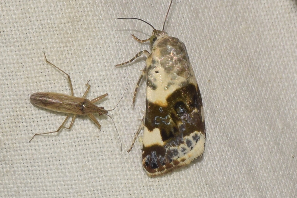 Acontia lucida - fehér nappalibagoly