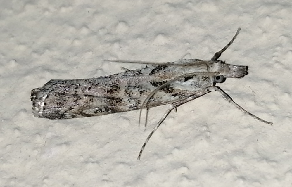 Dioryctria