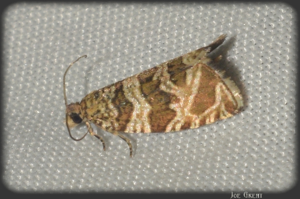 Celypha rivulana - dudvasodró tükrösmoly