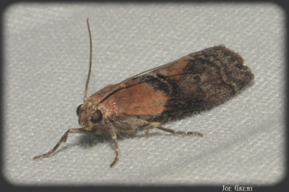 Phycitinae
