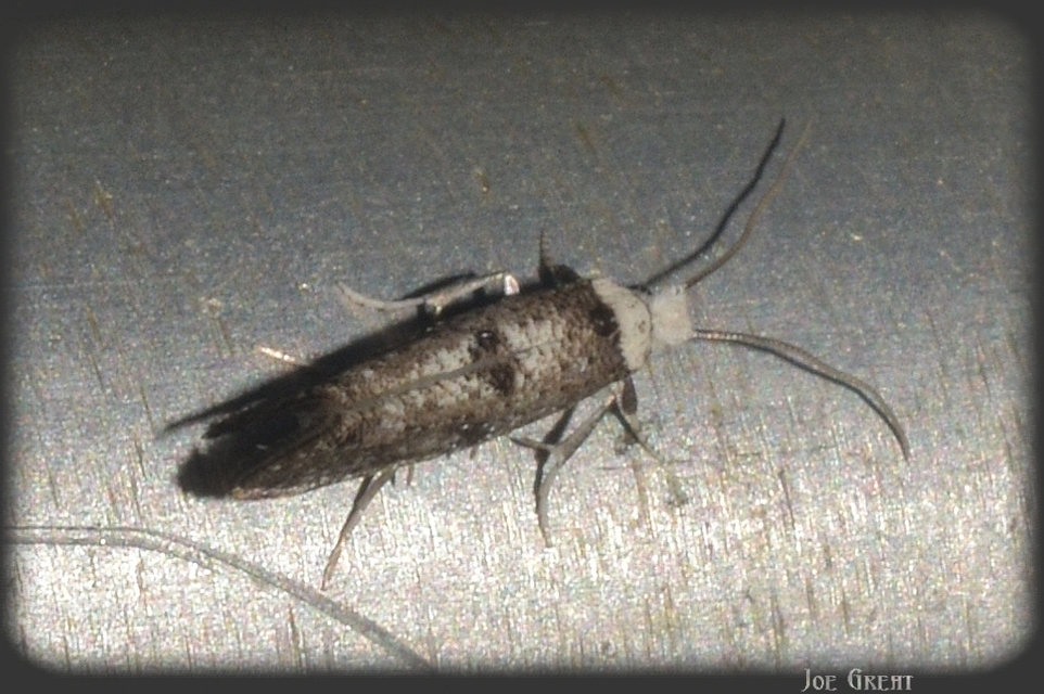 Yponomeutidae - pókhálós-molyfélék