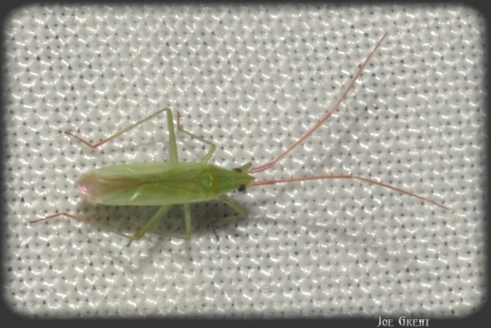 Trigonotylus