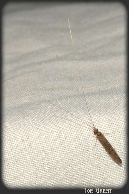 Trichoptera - Tegzesek