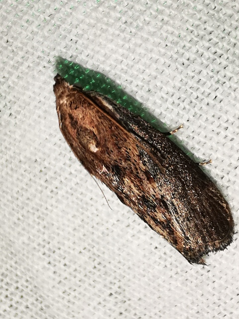 Galleria mellonella - nagy viaszmoly