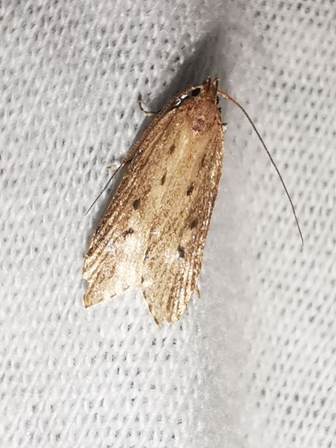 Atremaea lonchoptera - magyar nádmoly