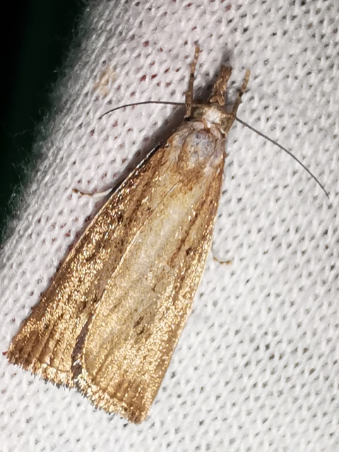 Calamotropha paludella - barna nádlevélmoly