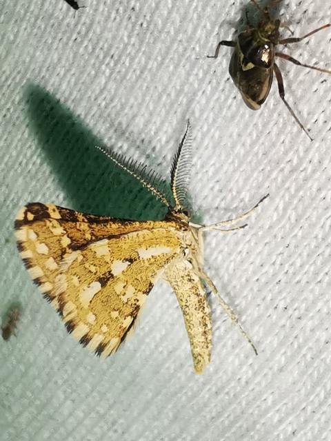Narraga fasciolaria/tessularia