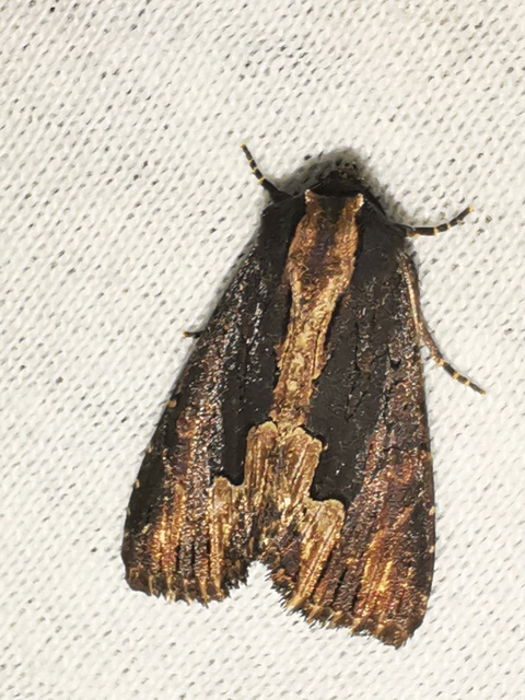 Dypterygia scabriuscula - szurokbarna nyáribagoly