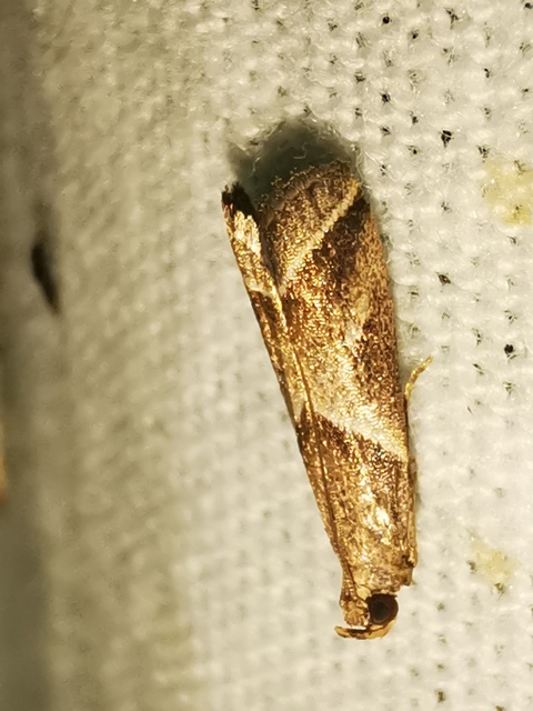 Nyctegretis lineana - agátszínű karcsúmoly