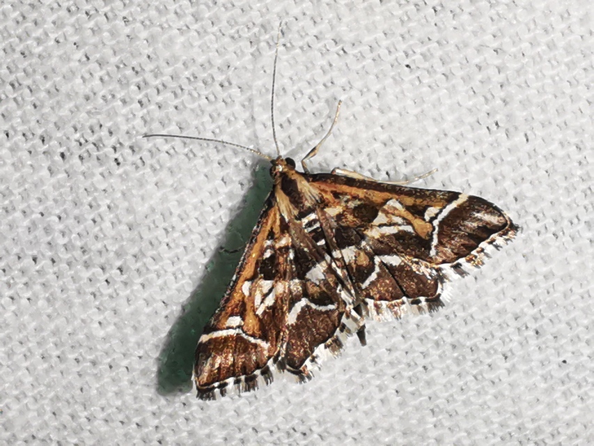 Diasemia reticularis - betűmintás tűzmoly