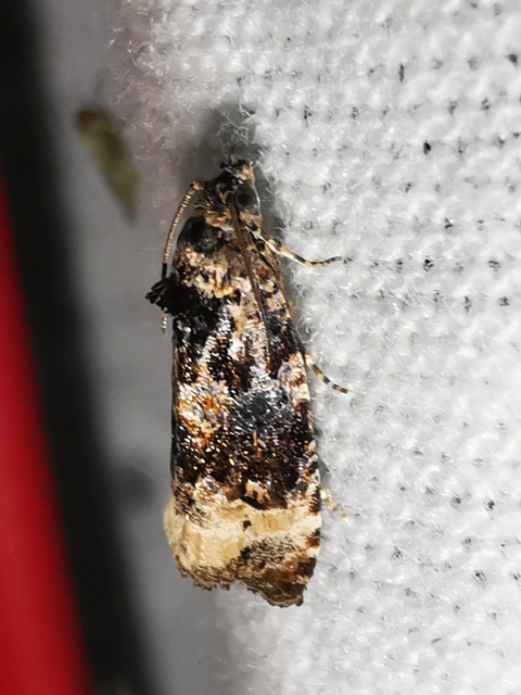 Endothenia