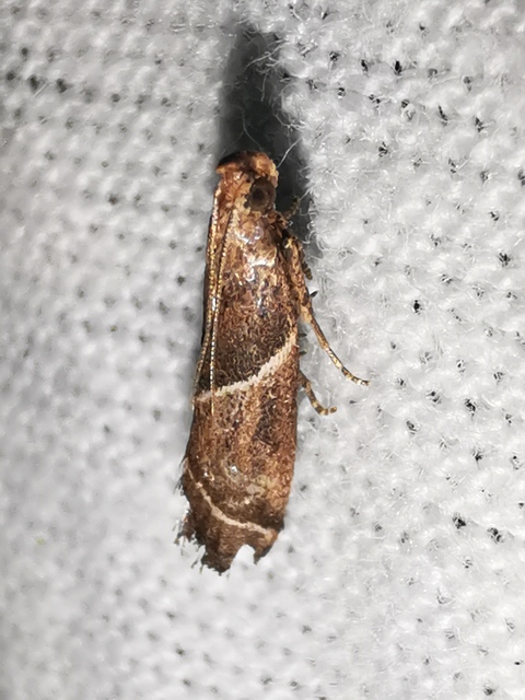 Nyctegretis triangulella - háromszöges karcsúmoly
