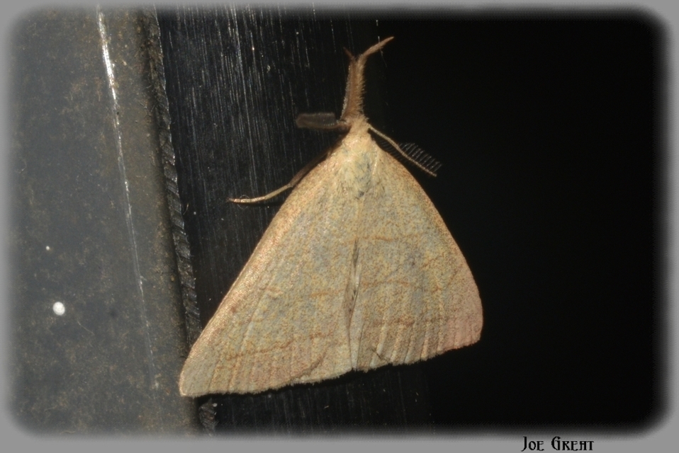 Polypogon tentacularia - sötétaljú karcsúbagoly
