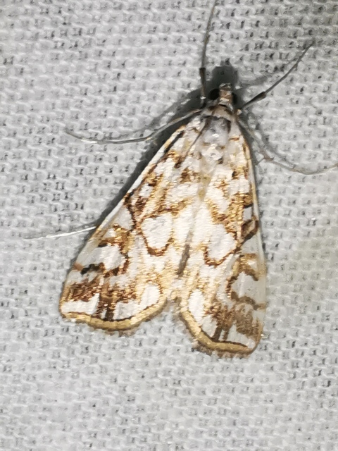 Elophila nymphaeata - tarka vízimoly
