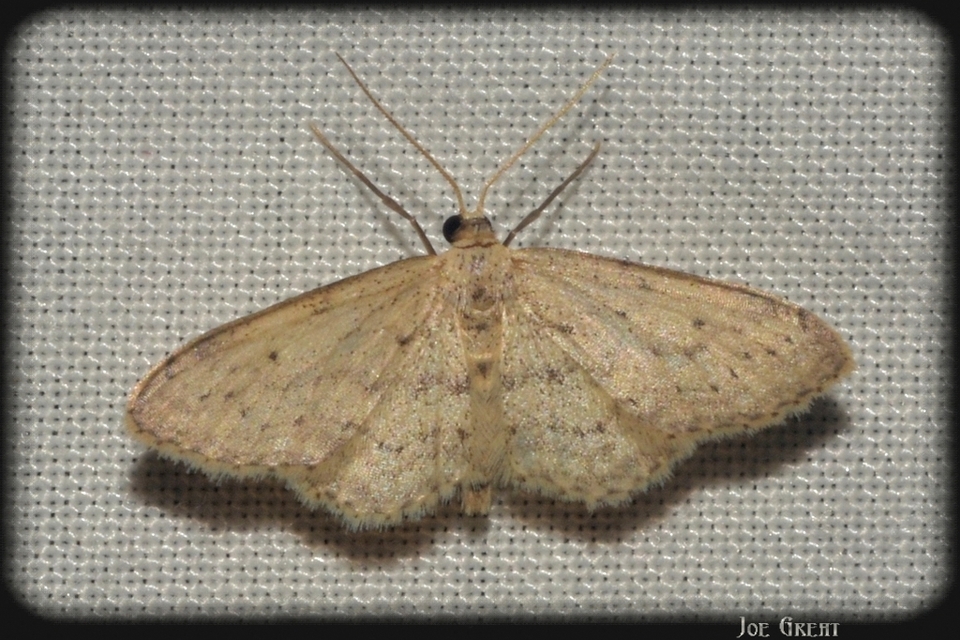 Idaea seriata - szürke apróaraszoló