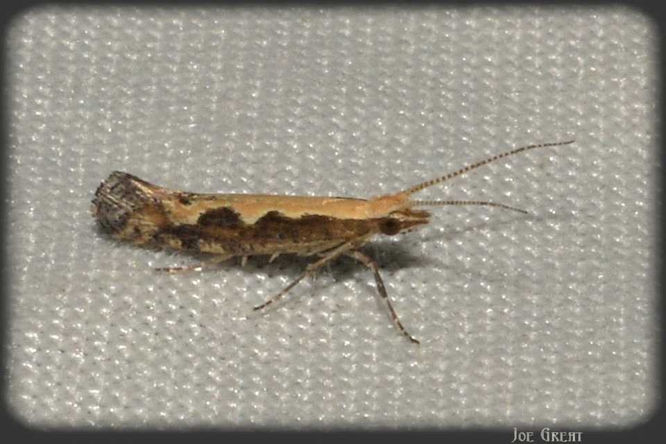 Plutella xylostella - káposztamoly