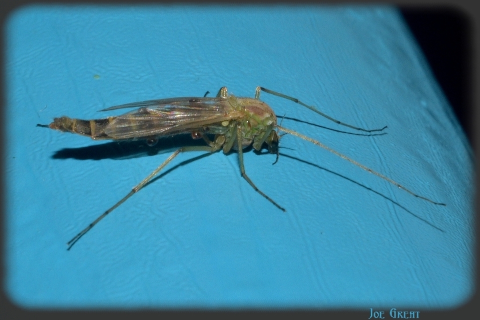 Chironominae