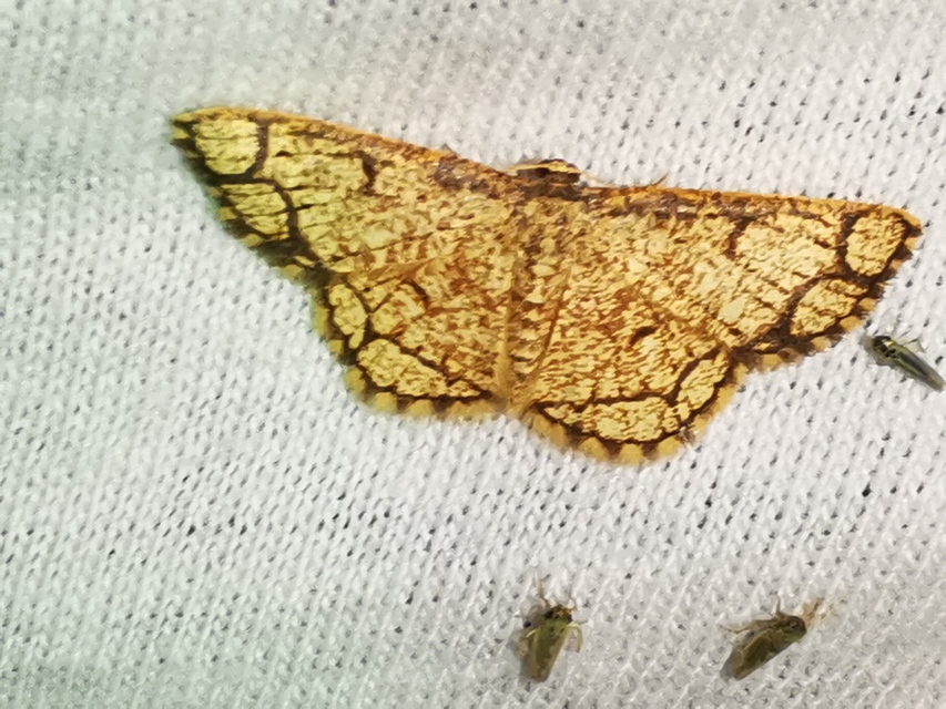 Stegania cararia - gyűrűs nyáraraszoló