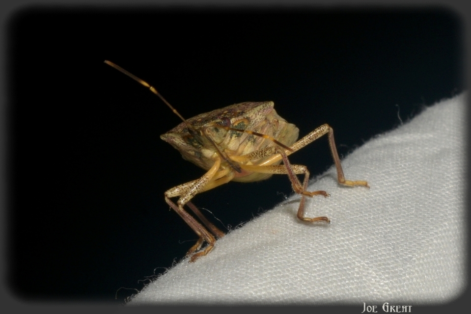 Halyomorpha halys - ázsiai márványospoloska