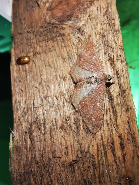 Orthonama obstipata - vándoraraszoló