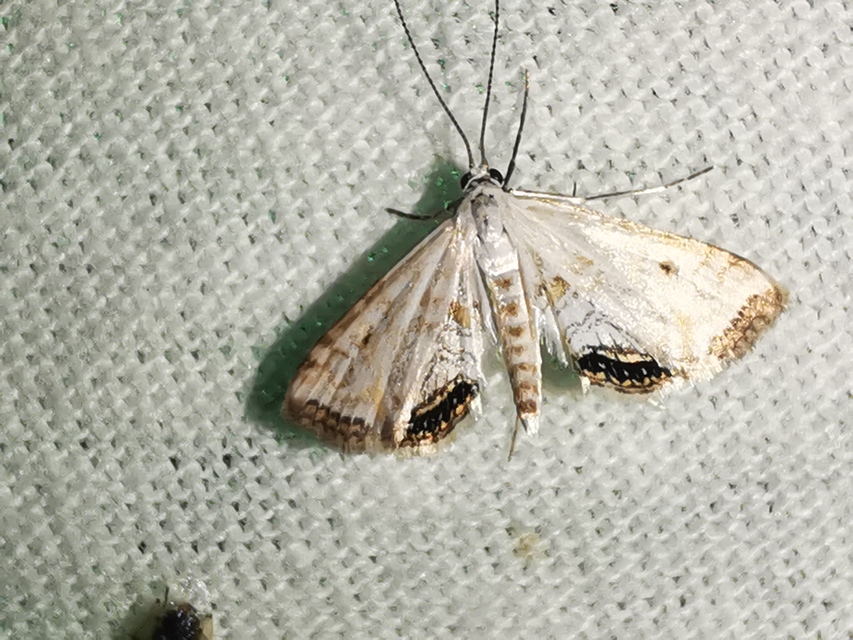 Cataclysta lemnata - békalencsemoly