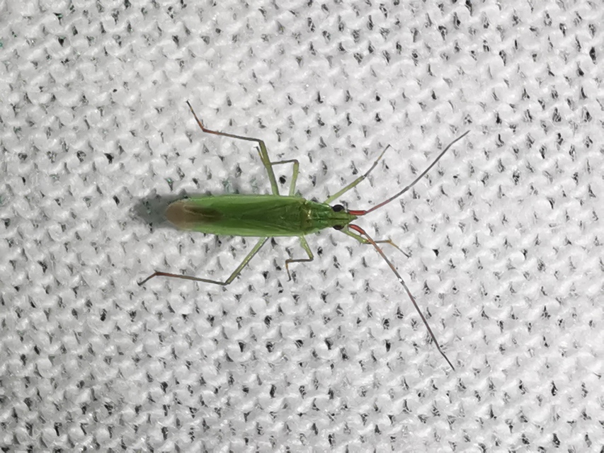 Trigonotylus