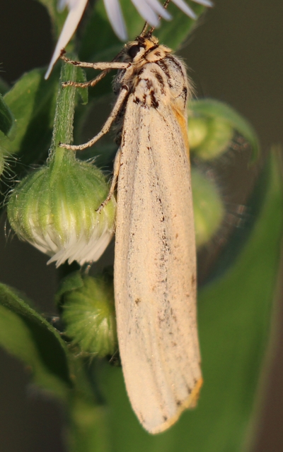 Spiris striata - csíkos molyszövő