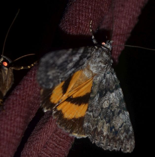 Catocala diversa - kőrisfa-övesbagoly