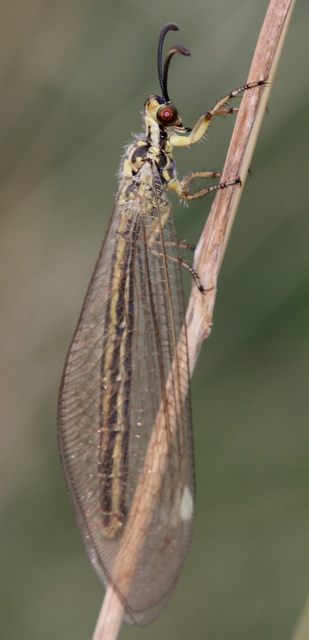 Myrmecaelurus trigrammus - hangyafarkas