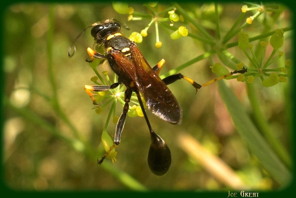 Sceliphron caementarium - feketenyelű lopódarázs