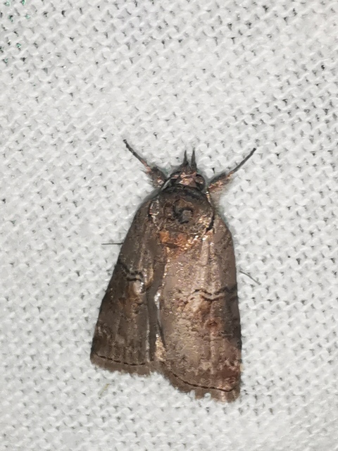 Nycteola asiatica - nyárfa-trapézbagoly
