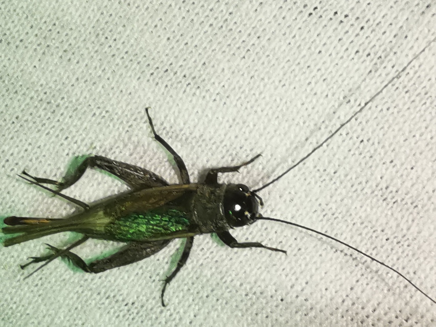 Eumodicogryllus bordigalensis - bordói tücsök