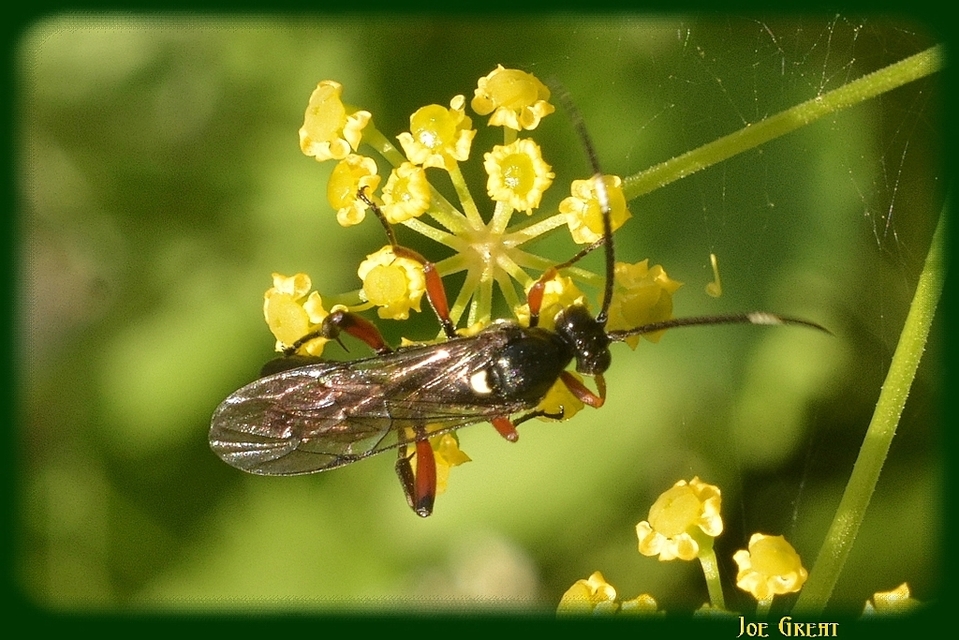 Hymenoptera - Hártyásszárnyúak