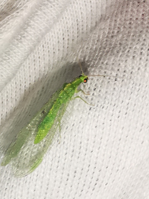 Chrysopidae - zöldfátyolkák